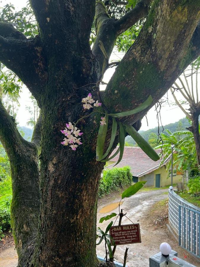 Darshan'S Home Stay Madikeri Exteriör bild